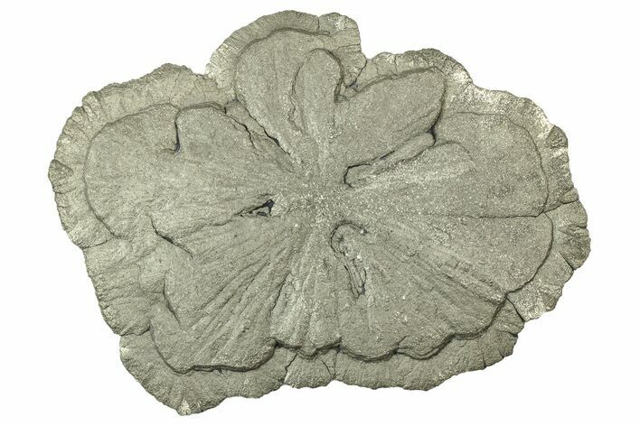 Pyrite Sun - Sparta, Illinois #316013